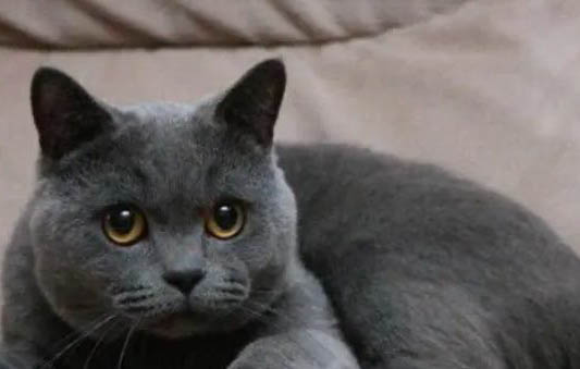 猫咪怀孕会变得粘人吗