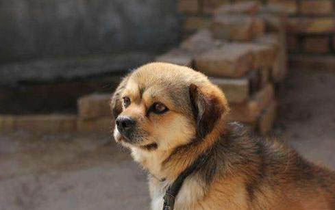 巴哥幼犬拉稀怎么办