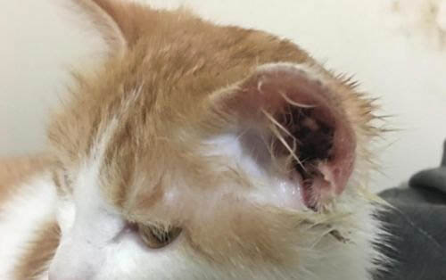 猫咪粘上粘鼠板的胶怎么洗掉