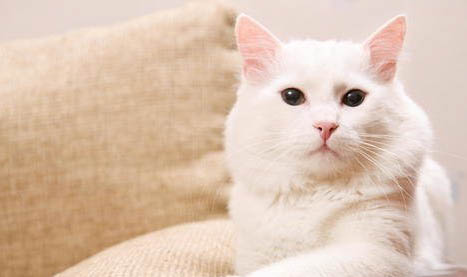 猫咪毛球症化毛膏要吃几天