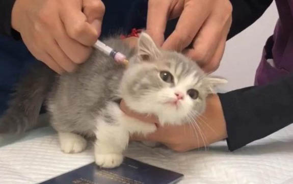 为什么猫会吐黄水