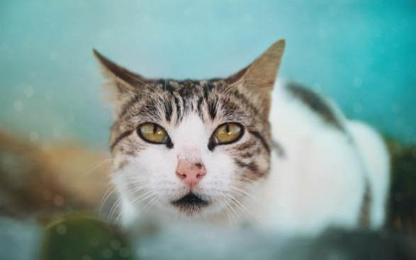 猫罐头每天喂多少合适