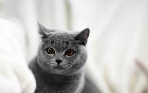 猫身上有猫藓怎样治