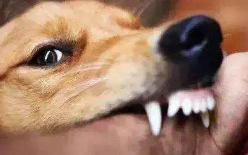狗狗训练大小便步骤有哪些