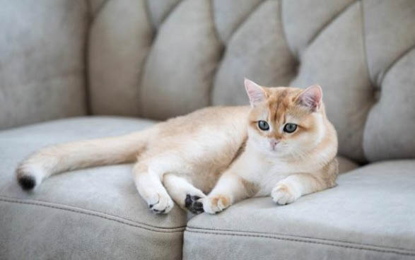 刚出生的小猫后脚掌向后弯曲