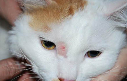 请问猫咪呕吐的原因及处理方法?