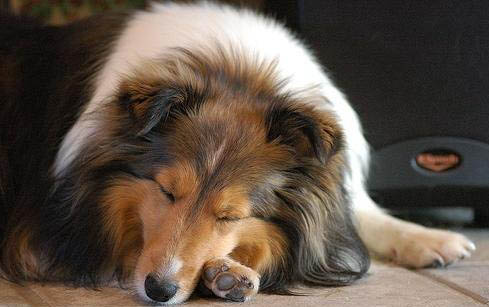 狗狗抑郁症前兆十个表现症状