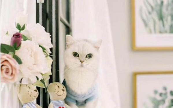 刚出生没几天的小猫脚肿了