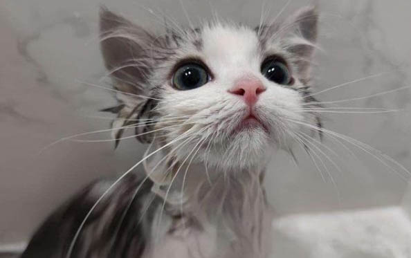 三个月的小猫可以吃零食吗