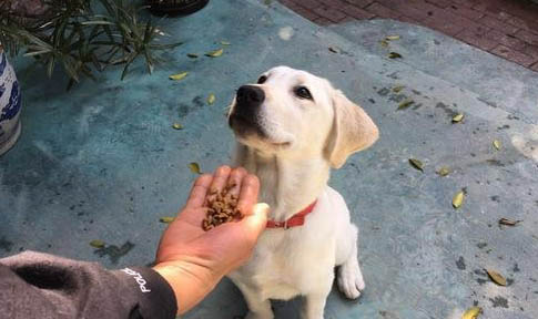 狗的心跳多少正常