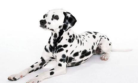小型犬狗粮可以给大型犬吃吗