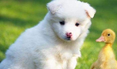 狗狗犬瘟临死前的征兆