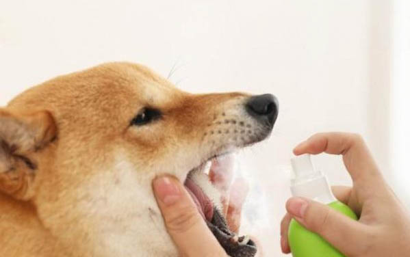 狗狗发出惨叫声的原因及解决办法