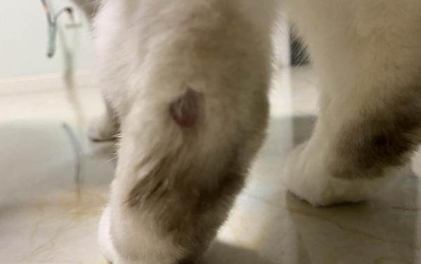 猫皮下有疙瘩是怎么回事
