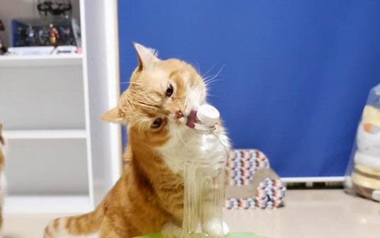 小猫喝羊奶粉拉稀是太浓了吗