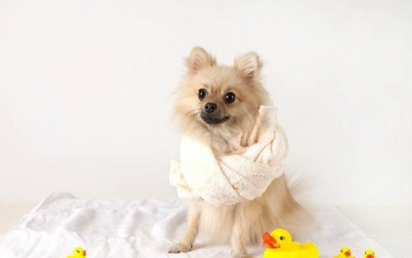 2月幼犬一天吃多少狗粮