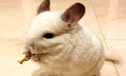 猫狗抽腹水活不久吗