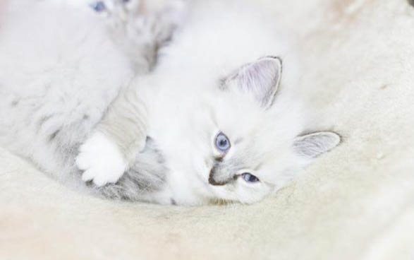 猫不吃不喝吐黄水没精神