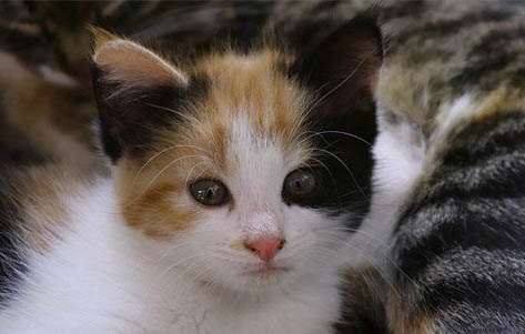 猫咪毛囊炎吃什么猫粮好