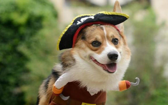 狗狗突然头歪走路不稳