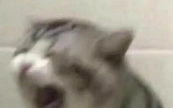 猫罐头需要加水吗