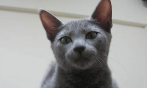 怎样才能让猫在晚上不叫