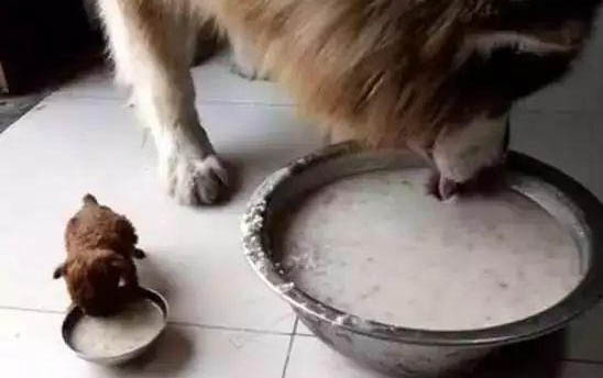 小狗生出来不动怎么办