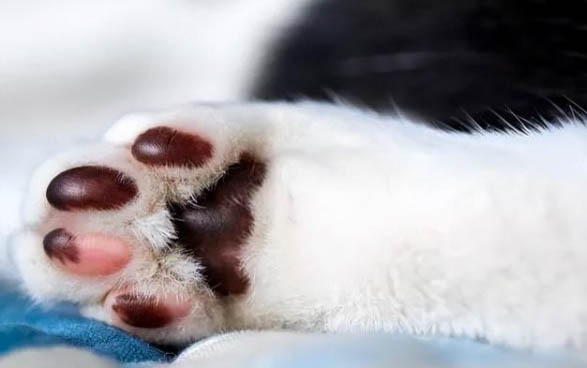 猫冬天在室外会冻死吗