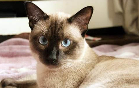 猫咪为什么会有眼屎