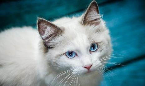 猫咪尿道问题需要吃消炎药吗