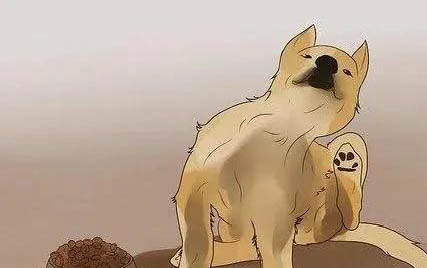 狗狗有奶水为什么还叫