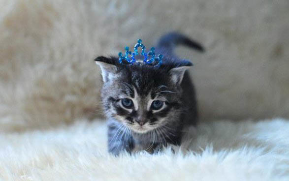 小猫母鸡蹲着睡觉,会不会生病了啊?