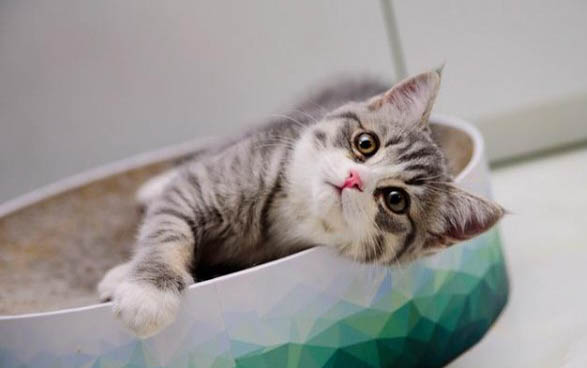 小猫几个月断奶