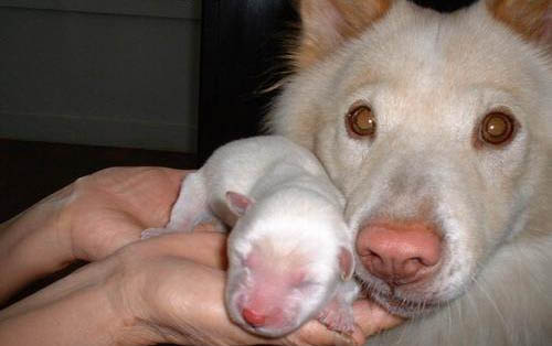 小狗可以吃诺氟沙星胶囊吗?