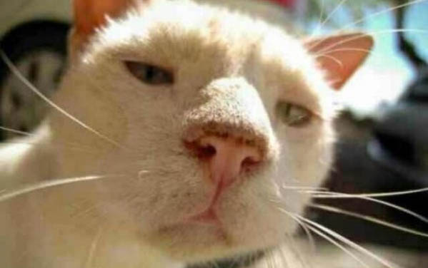 猫咪体重减轻,尿血是什么原因