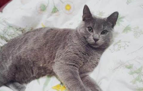 猫咪每天早晨呕吐是怎么回事