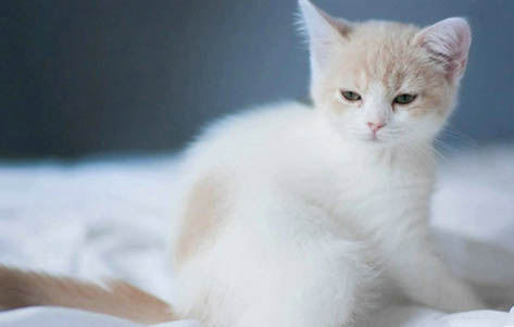 猫神经性晃脑袋的原因