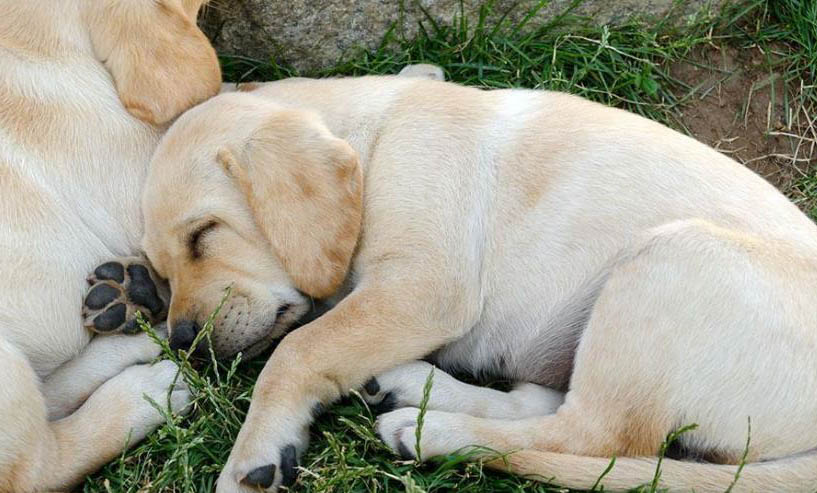 农村的养拉布拉多犬怎么样啊