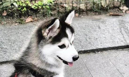 狗狗拉稀但精神好是什么原因