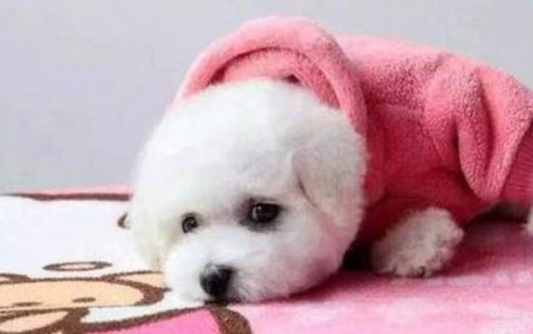狗肚子皮肤变红是什么原因