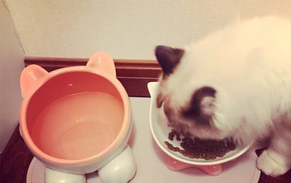 猫生小猫,时隔12个小时有事吗