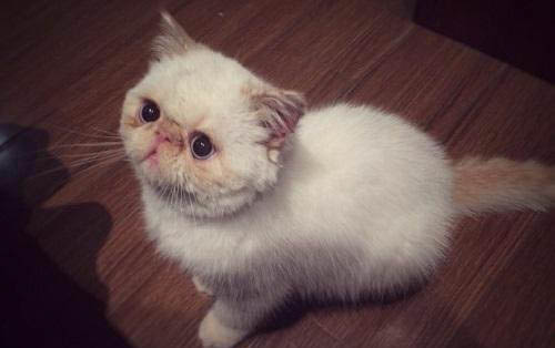 猫耳屎多什么原因
