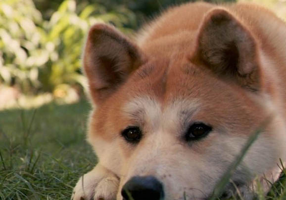 日本秋田犬狗粮怎么喂养的
