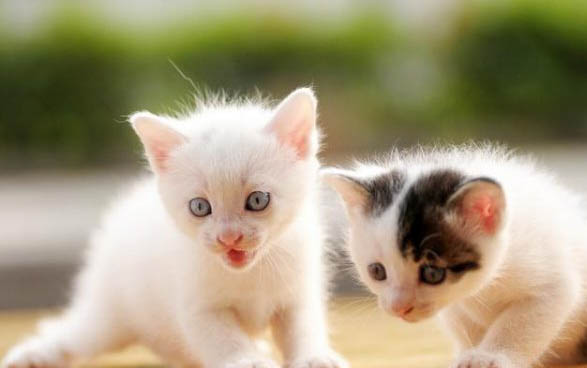 小猫腹泻呕吐怎么办？