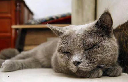 母猫生了小猫后多久可以下次怀孕