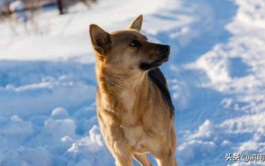 阿拉斯加雪橇犬聪明吗