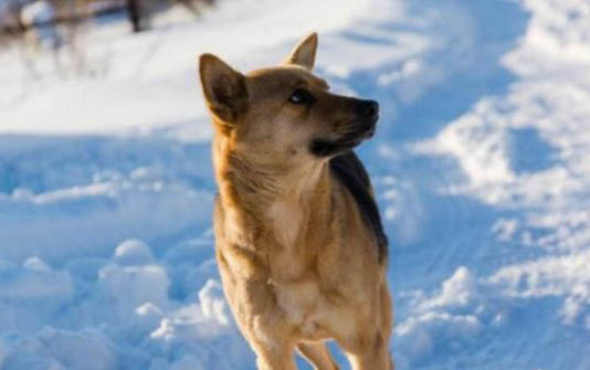 雪橇犬有哪几种