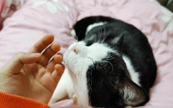 猫指甲需要剪吗