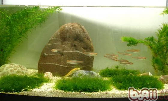 鱼缸褐藻的产生原因及处理方法