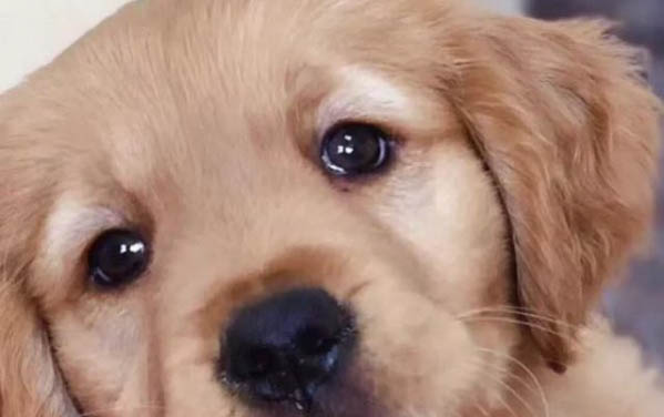 狗狗怀孕40天的症状